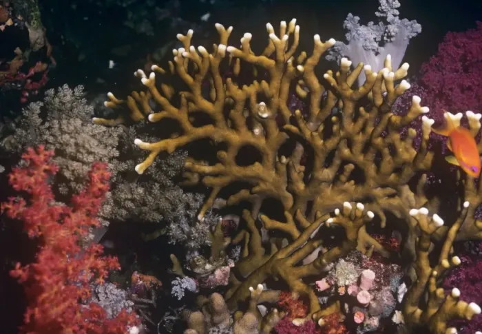 Framed Print : Fire Coral - venomous Indo Pacific Framed Print : Fire Coral - venomous Indo Pacific