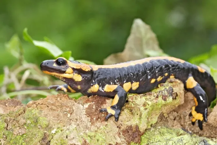 Framed Print : Fire Salamander Framed Print : Fire Salamander