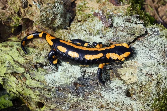 Framed Print : Fire Salamander. Alsace - France Framed Print : Fire Salamander. Alsace - France