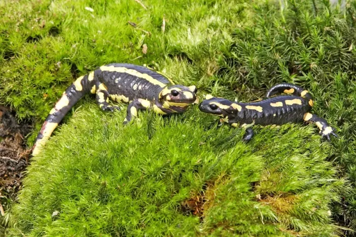 Framed Print : Fire Salamander. Alsace - France Framed Print : Fire Salamander. Alsace - France