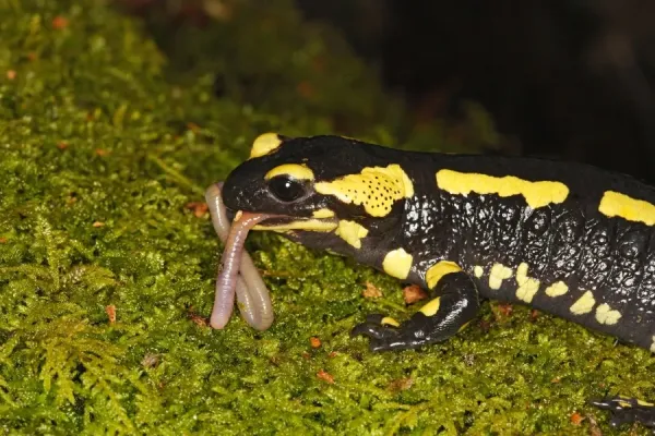Fire Salamander Eating Worm Print Alsace, Art Prints