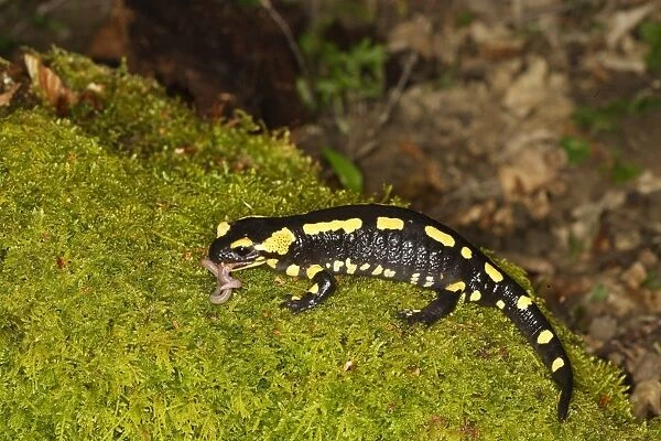 Fire Salamander - eating worm. Alsace - France