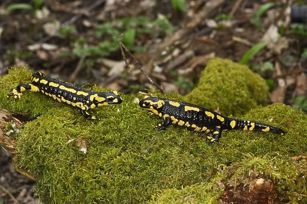 Fire Salamander - two facing each other. Alsace - France