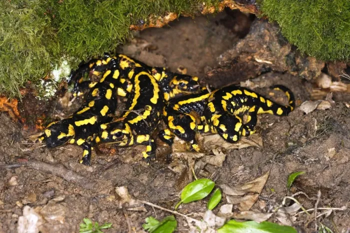 Framed Print : Fire Salamander - group. Alsace - France Framed Print : Fire Salamander - group. Alsace - France