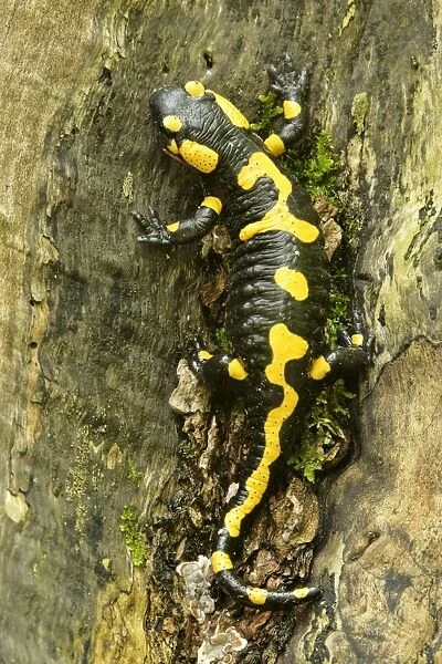 Fire Salamander resting on a thick tree root in forest Plitvice Lakes National Park, Croatia