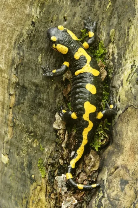 Framed Print : Fire Salamander resting on a thick tree root in forest Plitvice Lakes National Park, Croatia Framed Print : Fire Salamander resting on a thick tree root in forest Plitvice Lakes National Park, Croatia