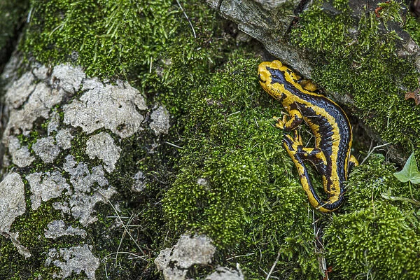 Fire Salamander (Salamandra salamandra bernardezi) ~ endemic subspecies of a few points in north Spain ~ Oviedo, Spain