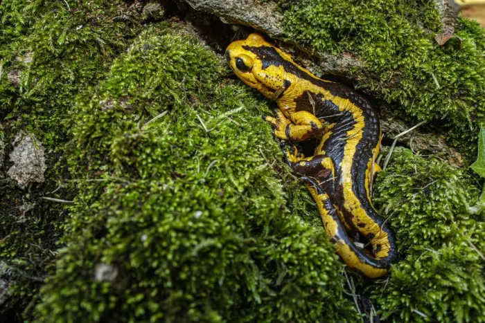 Framed Print : Fire Salamander (Salamandra salamandra bernardezi) ~ endemic subspecies of a few points in north Spain ~ Oviedo, Spain