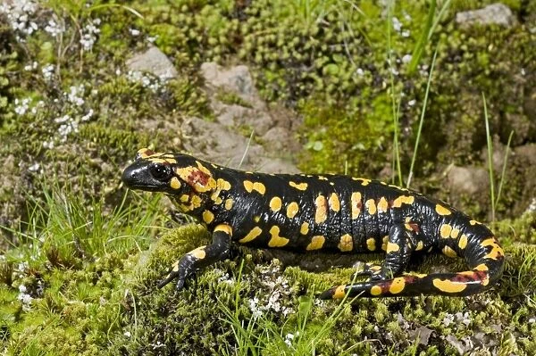 Fire Salamander - Sierra Morena - Spain - Europe