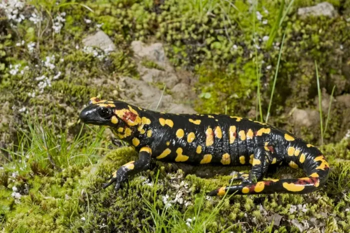 Framed Print : Fire Salamander - Sierra Morena - Spain - Europe Framed Print : Fire Salamander - Sierra Morena - Spain - Europe