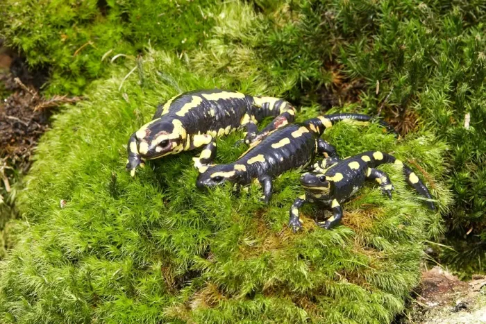 Framed Print : Fire Salamander - three. Alsace - France Framed Print : Fire Salamander - three. Alsace - France
