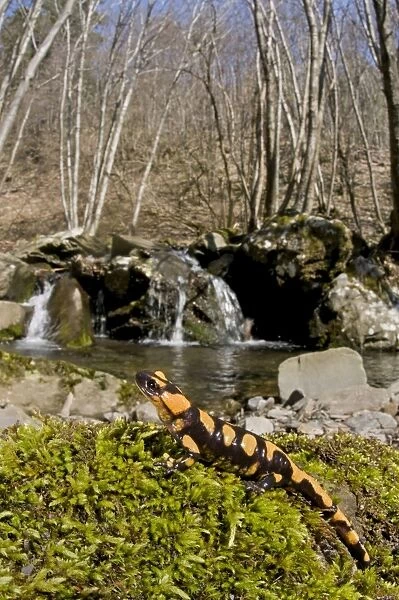 Fire Salamander - young in habitat - Italy