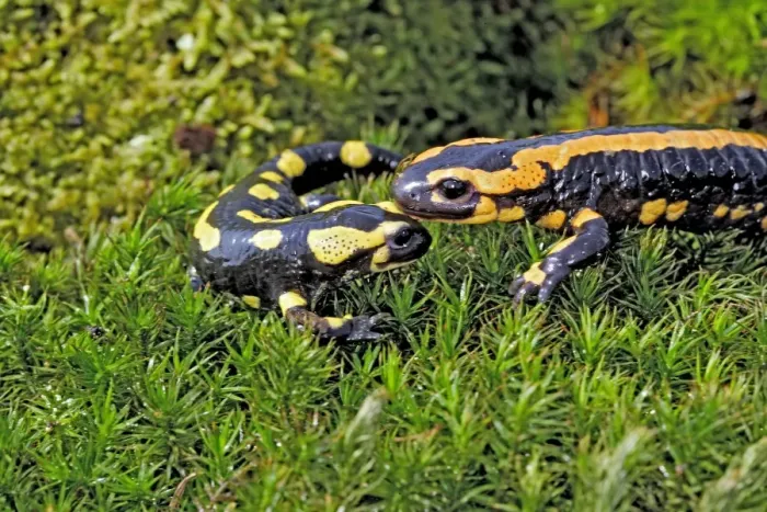 Framed Print : Fire Salamanders. Alsace - France Framed Print : Fire Salamanders. Alsace - France