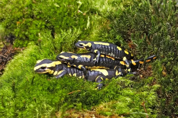 Framed Print : Fire Salamanders - mating. Alsace - France Framed Print : Fire Salamanders - mating. Alsace - France