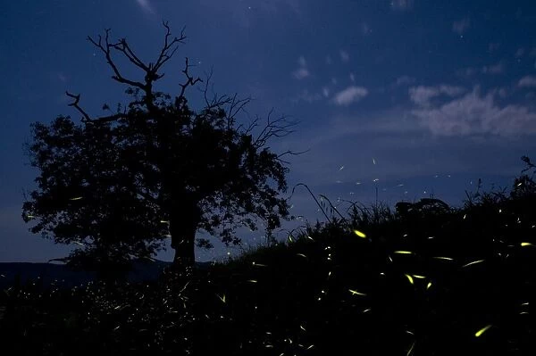 Fireflies - The flight of male Fireflies during a summer night - Italy
