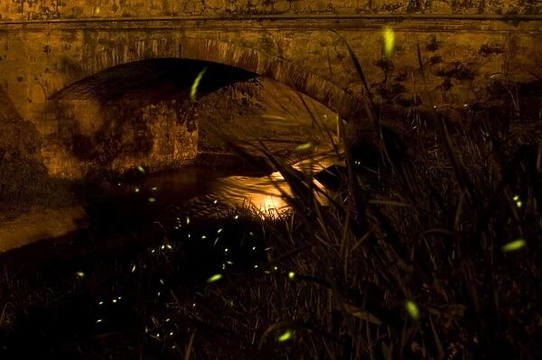 Fireflies - The flight of male Fireflies during a summer night in urban habitat - Italy