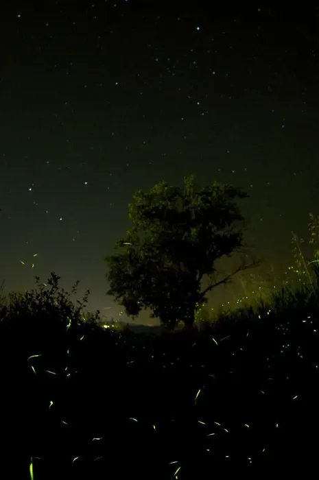 Framed Print : Fireflies - The flight of male Fireflies during a summer night - Italy Framed Print : Fireflies - The flight of male Fireflies during a summer night - Italy