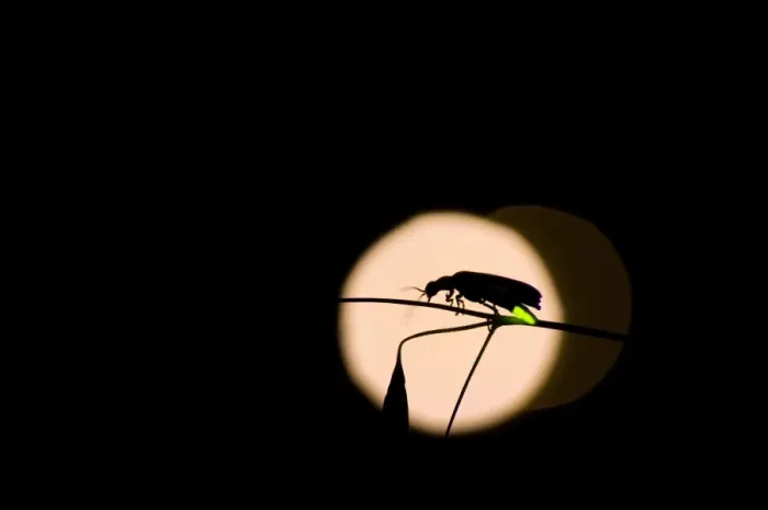 Framed Print : Firefly - male - Tuscany Framed Print : Firefly - male - Tuscany
