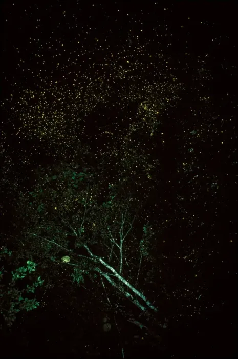 Framed Print : Firefly - mass at night, Western Sepik, Papua New Guinea JPF27239