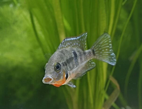 Firemouth cichlid – front view, tropical freshwater Mexico, Guatemala 002878