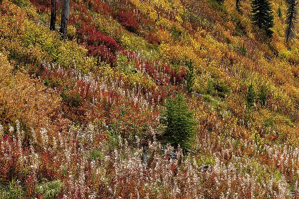 Fireweed and underbrush in autumn hues in the Jewel Basin Hiking Area of the Flathead National Forest, Montana, USA Date: 18-09-2021