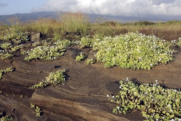 First plants on lava - Santiago Island - Galapagos island