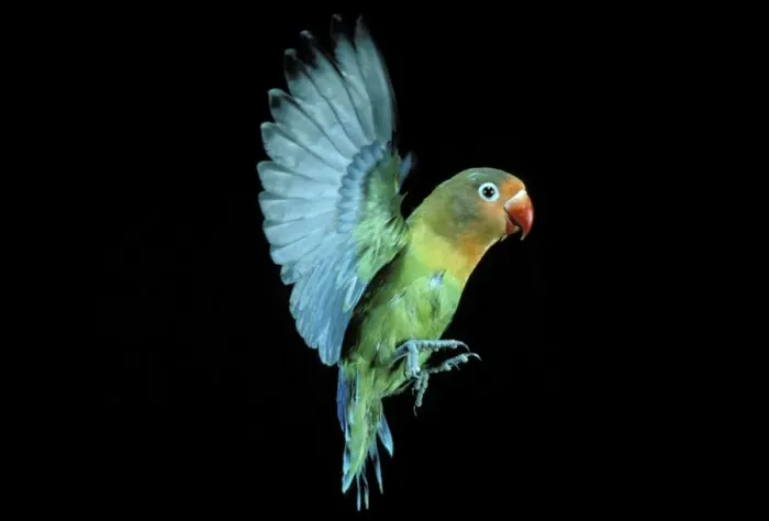 Framed Print : Fischer's Lovebird In flight Framed Print : Fischer's Lovebird In flight