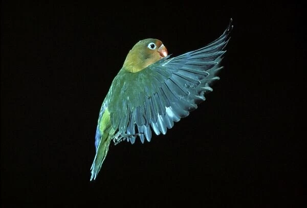 Fischer's Lovebird In flight