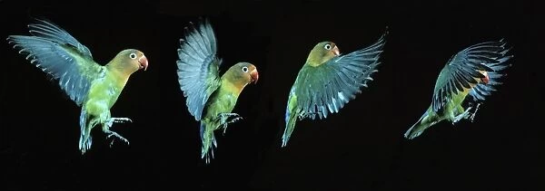 Fischer's Lovebird - in flight, time-lapse