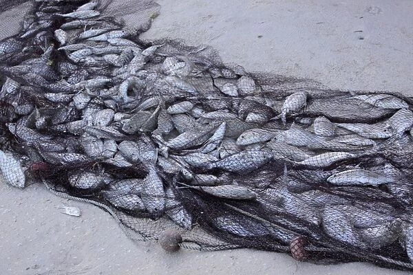 Fish - caught in net - Mahe - Seychelles
