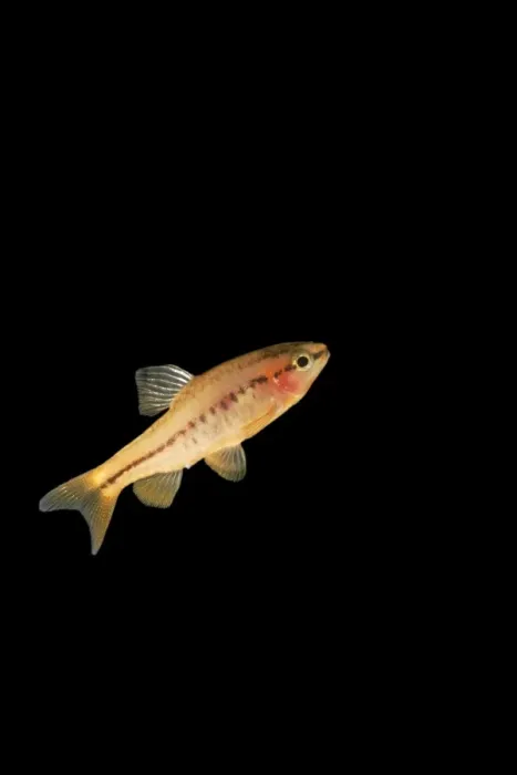 Framed Print : Fish - cherry barb black background side view. Asia range UK captive Framed Print : Fish - cherry barb black background side view. Asia range UK captive