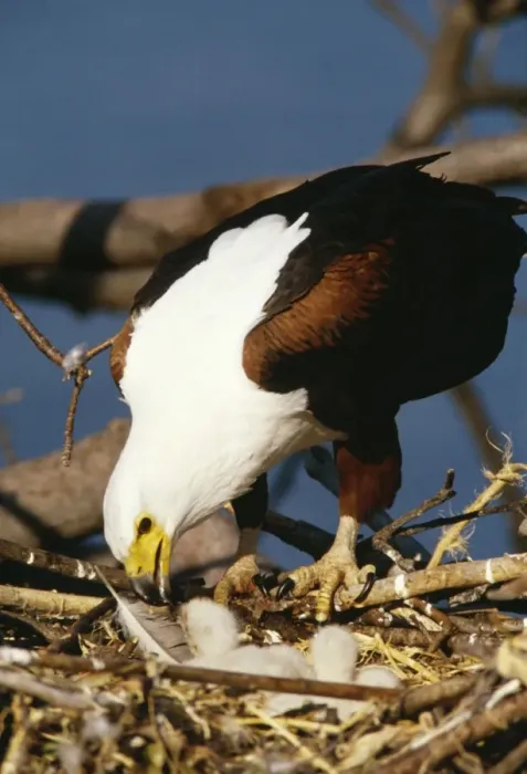 Framed Print : Fish Eagle Feeding week old chick Framed Print : Fish Eagle Feeding week old chick