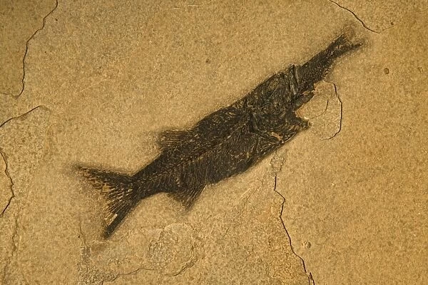 Fish Fossil - Diplomystis Aspiration - Diplomystis eating Knightia - Lincoln County - Wyoming - USA - 50 million years old- Eocene