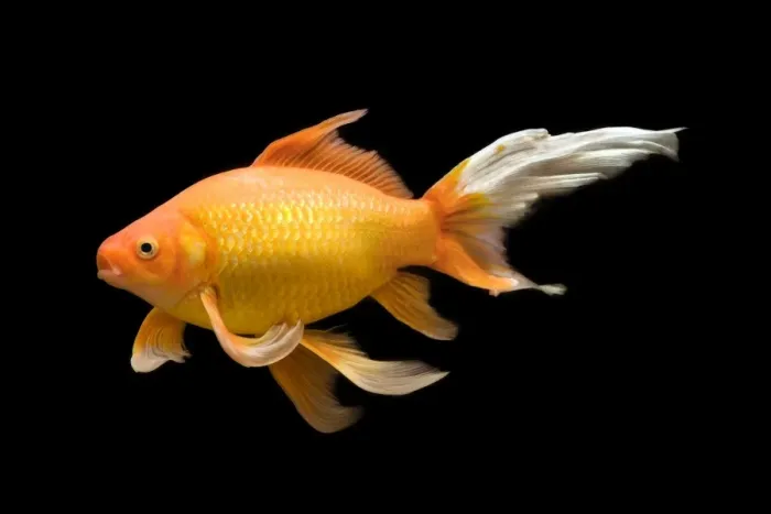 Framed Print : Fish - goldfish - black background Framed Print : Fish - goldfish - black background