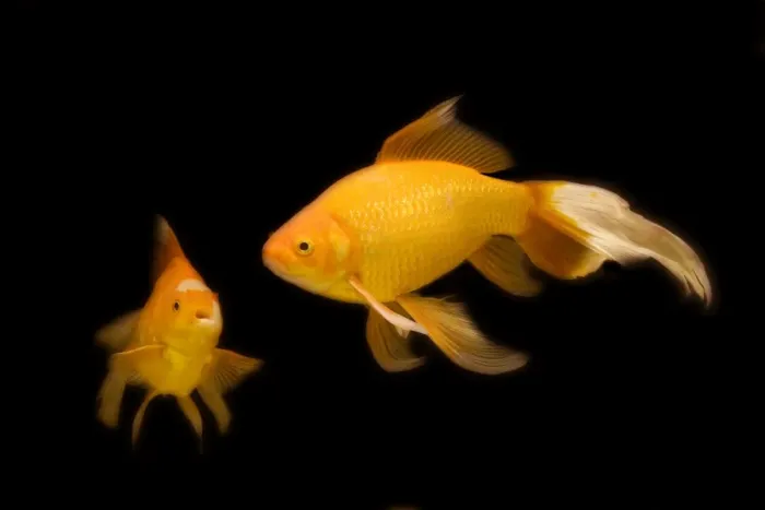 Framed Print : Fish - goldfish - black background Framed Print : Fish - goldfish - black background