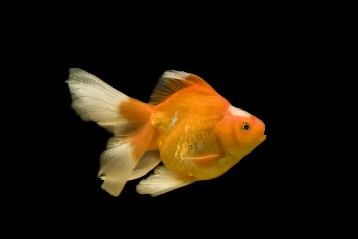 Framed Print : Fish - goldfish - black background Framed Print : Fish - goldfish - black background