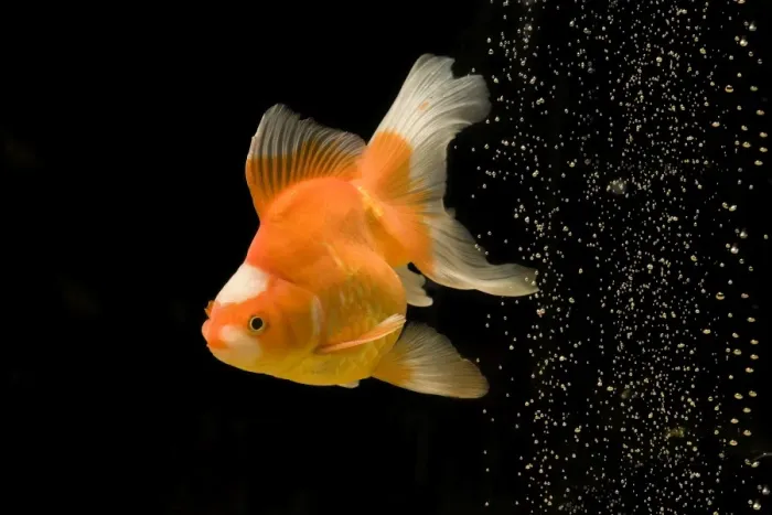Framed Print : Fish - goldfish - black background & bubbles Framed Print : Fish - goldfish - black background & bubbles