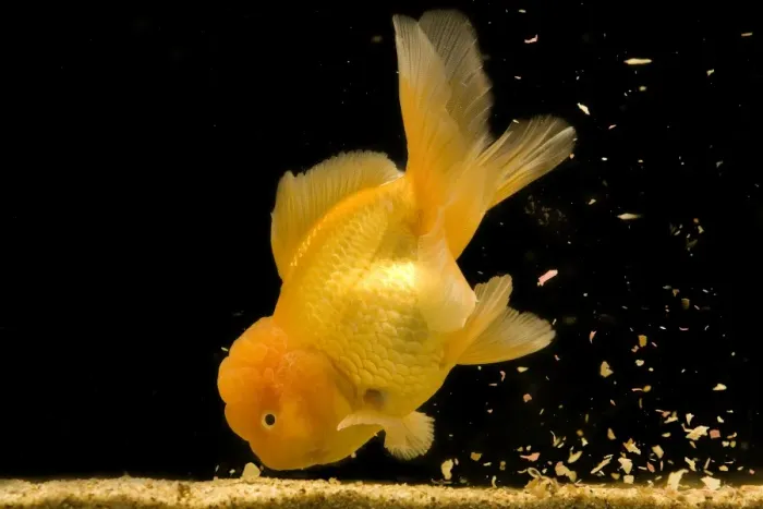 Framed Print : Fish - goldfish feeding on food at bottom of tank Framed Print : Fish - goldfish feeding on food at bottom of tank