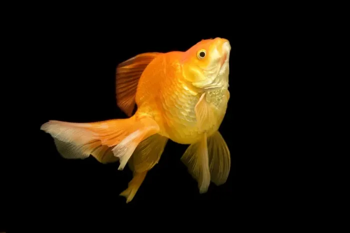 Framed Print : Fish - goldfish in tank Framed Print : Fish - goldfish in tank