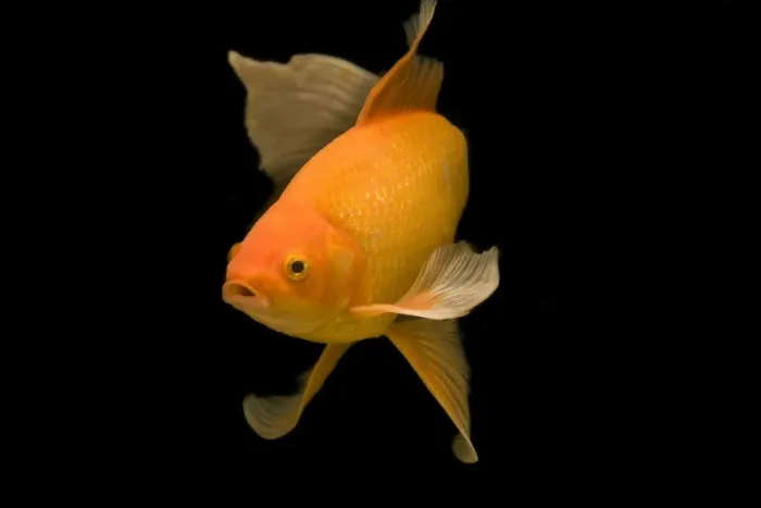 Framed Print : Fish - goldfish in tank - black background Framed Print : Fish - goldfish in tank - black background