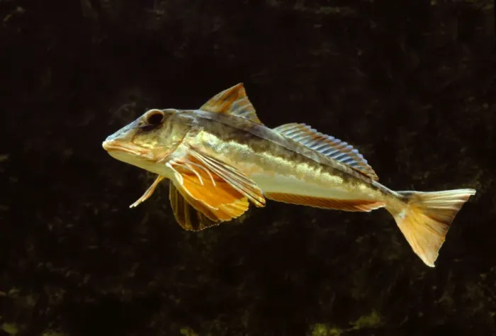 Framed Print : Fish - Gurnard Framed Print : Fish - Gurnard