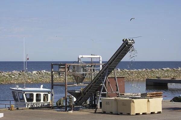 Fish Industry - conveyor belt bringing the fish catch ashore - Hailuoto Island - Finland FI000021