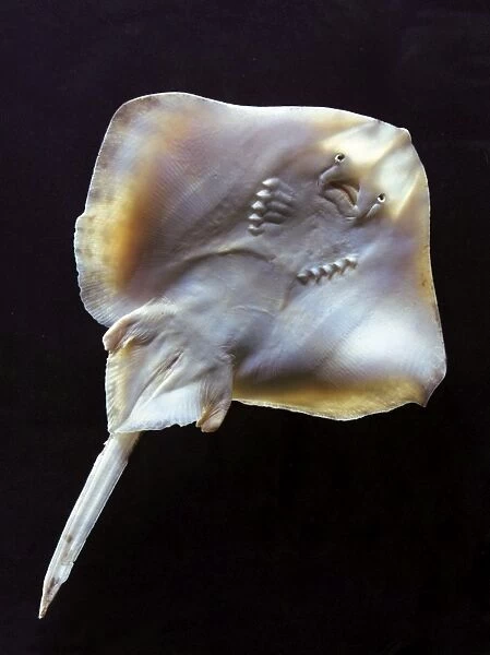 Fish - ray - underside