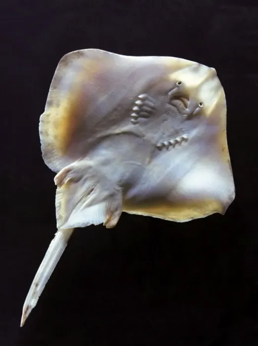 Framed Print : Fish - ray - underside Framed Print : Fish - ray - underside