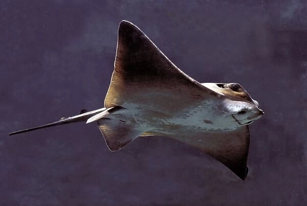 Fish - Ray underwater