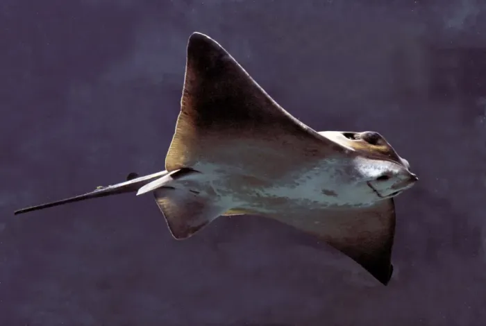 Framed Print : Fish - Ray underwater Framed Print : Fish - Ray underwater