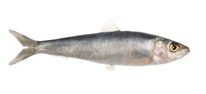 Framed Print : Fish - Sardine in studio Framed Print : Fish - Sardine in studio