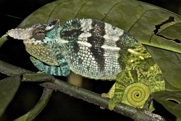 Fisher two-horned Chameleon - male - Nguru South Mts. - Tanzania - Africa