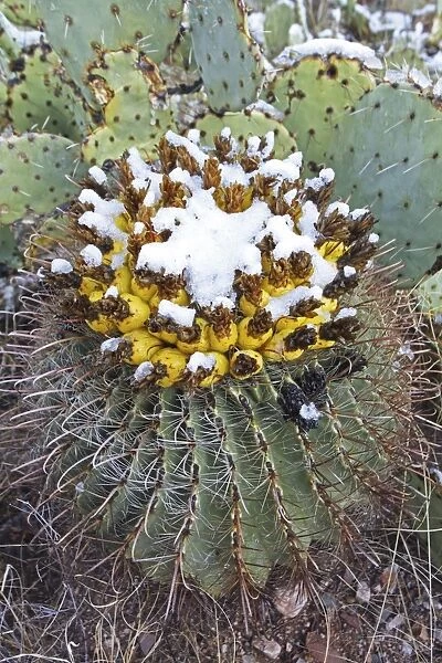 Fishhook Barrel Cactus - blossoms in snow after desert snow storm - Prickly pear cactus (Oppuntia spp) in background - Sonoran Desert - Arizona - USA