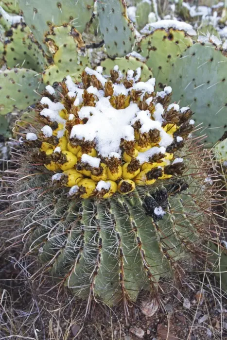 Framed Print : Fishhook Barrel Cactus - blossoms in snow after desert snow storm - Prickly pear cactus (Oppuntia spp) in background - Sonoran Desert - Arizona - USA Framed Print : Fishhook Barrel Cactus - blossoms in snow after desert snow storm - Prickly pear cactus (Oppuntia spp) in background - Sonoran Desert - Arizona - USA